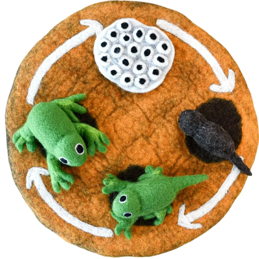 Felted Frog Life Stages Set with Life Cycle Playmat