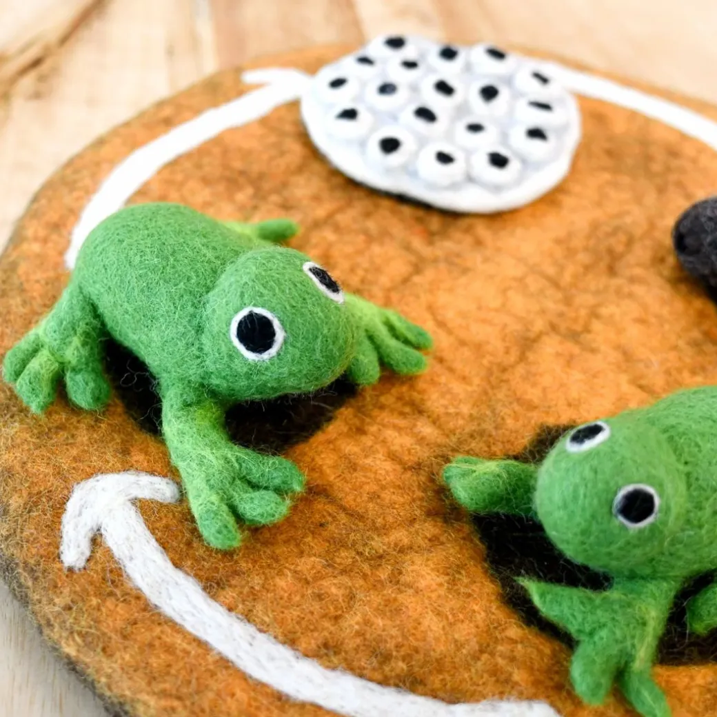 Felted Frog Life Stages Set with Life Cycle Playmat