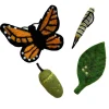 Felt Lifecycle of the Monarch Butterfly Set